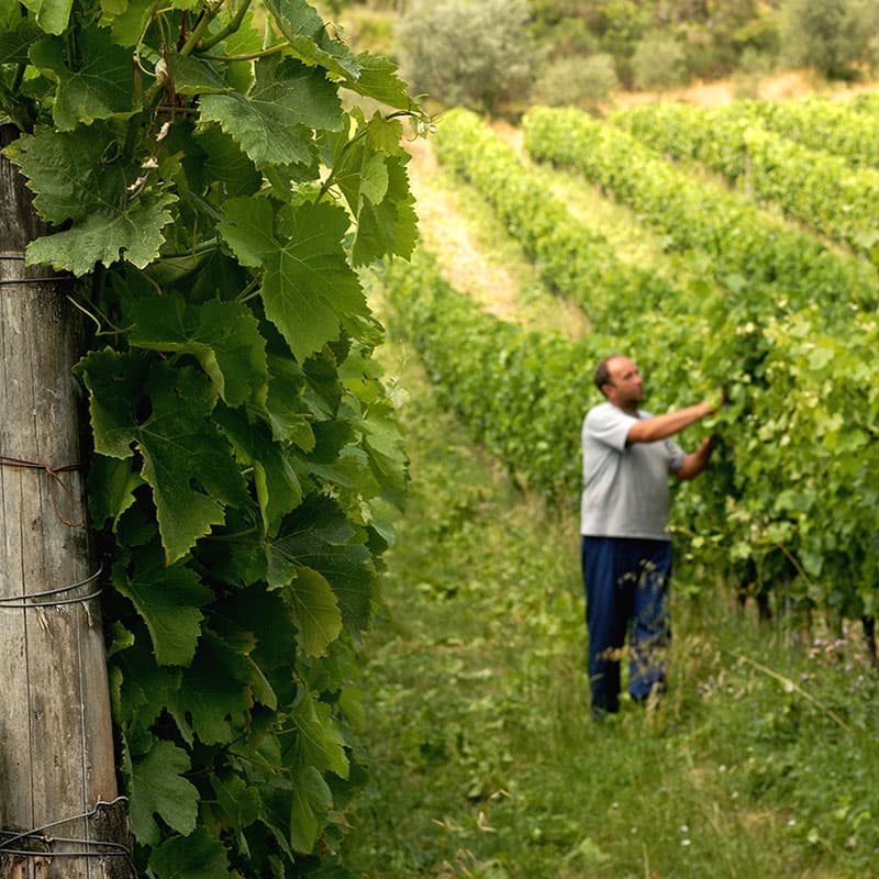 Buondonno Chianti Classico — foto 12