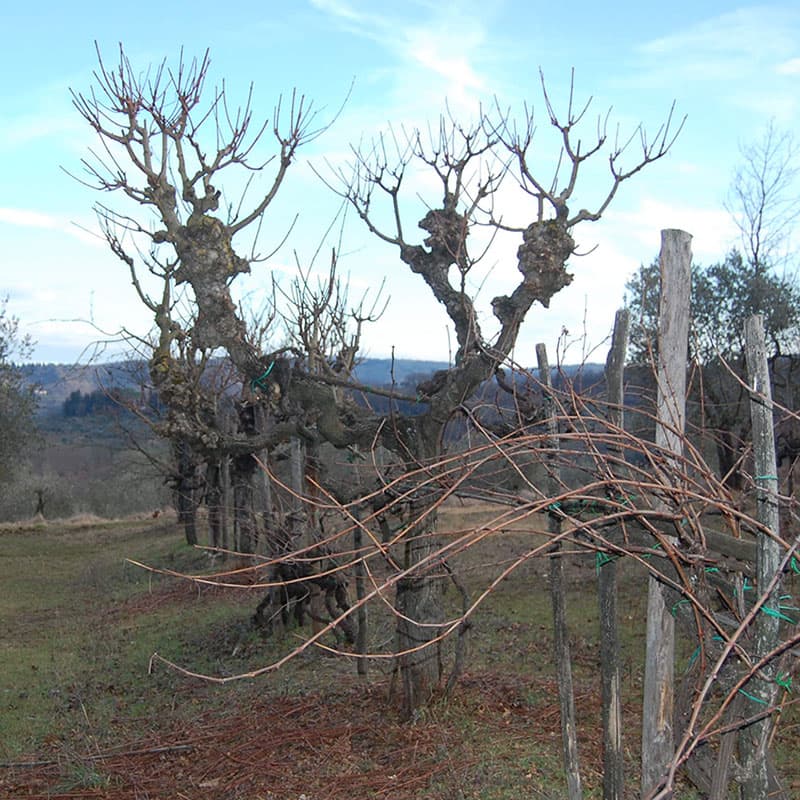 Buondonno Chianti Classico — foto 14