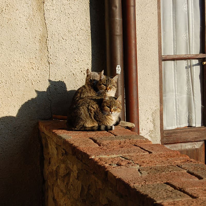 Buondonno Chianti Classico — foto 17