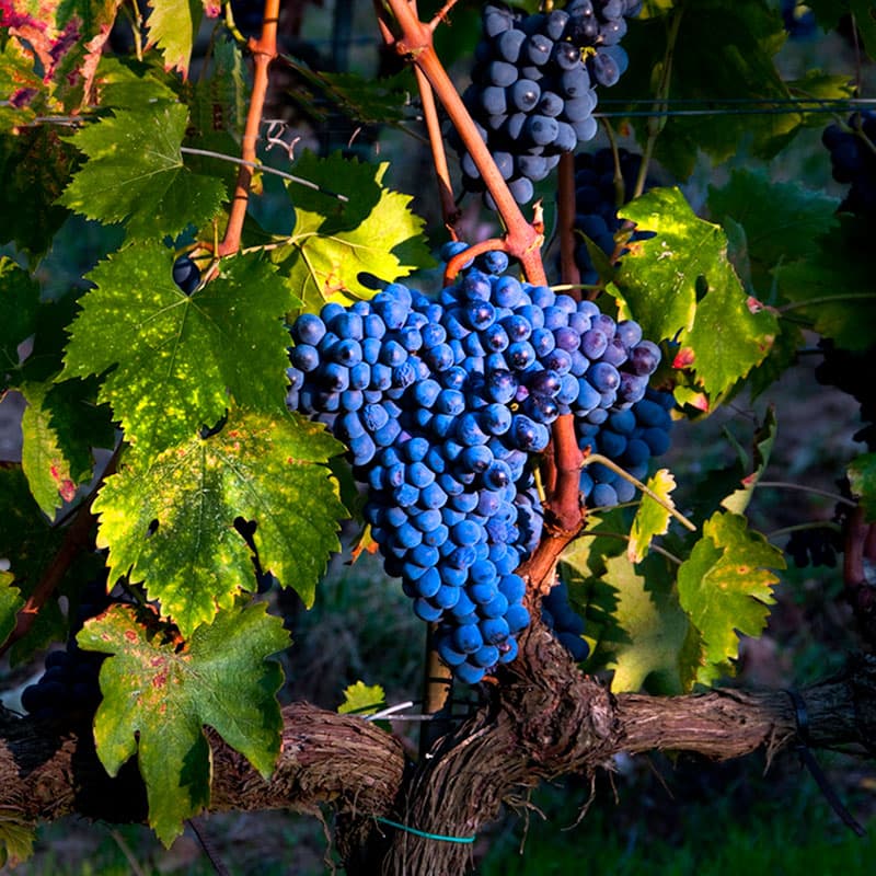 Buondonno Chianti Classico — foto 6