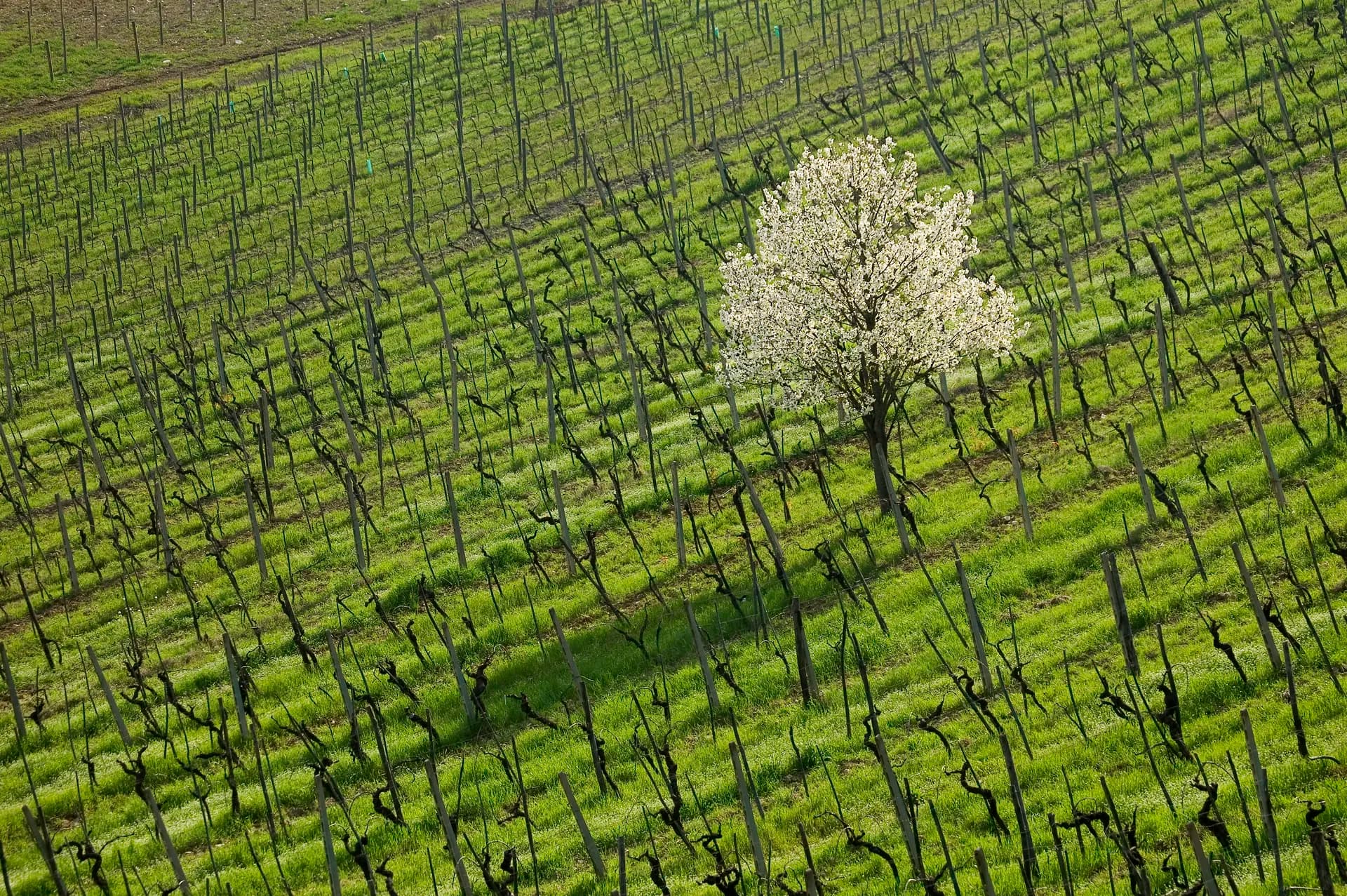 I vigneti di Buondonno