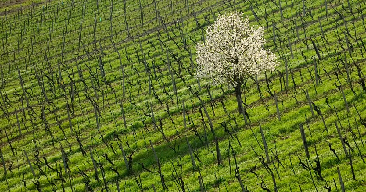 Azienda Agricola Buondonno, Casavecchia alla Piazza — foto 4